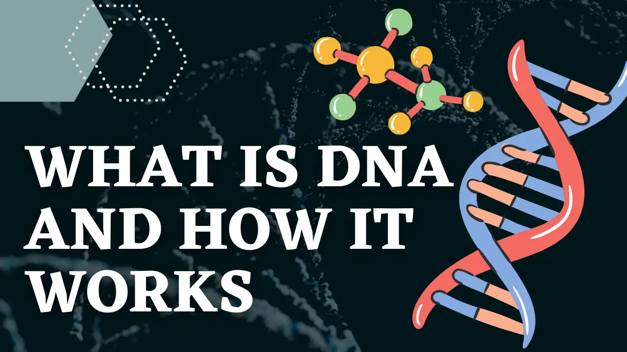 What is DNA and How Does It Work? Structure & Function