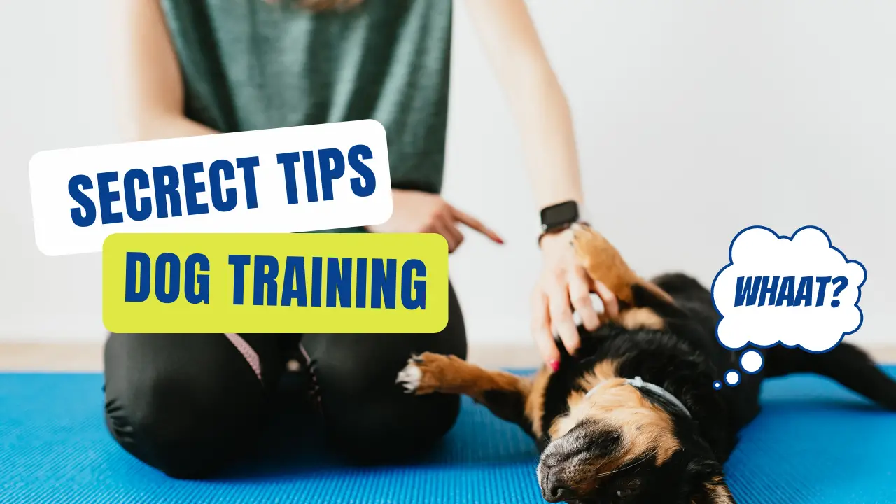 Dog Training at Home