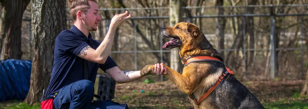 Obedience Training Rewards