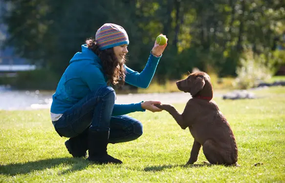 dog training reward-based approach method