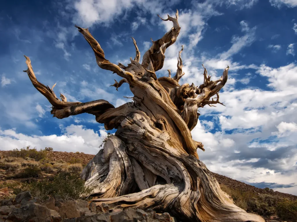 The Methuselah Tree: A Testament to Longevity (