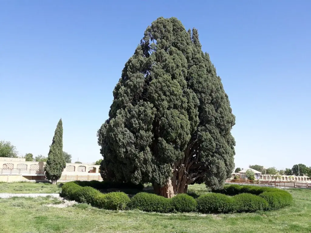 The Cypress of Abarqu: A Symbol of Life and Beauty