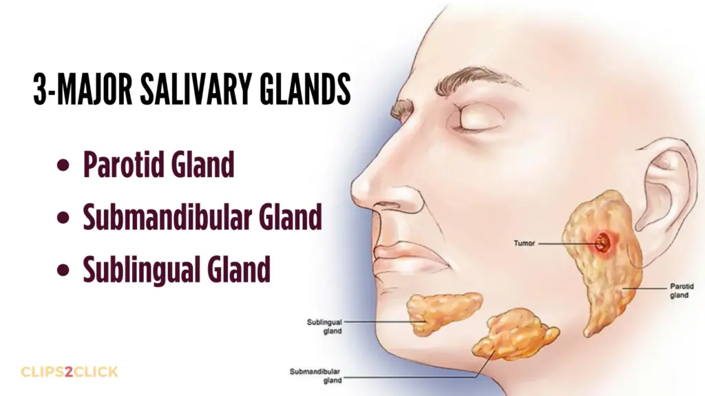 Types of Salivary Glands
